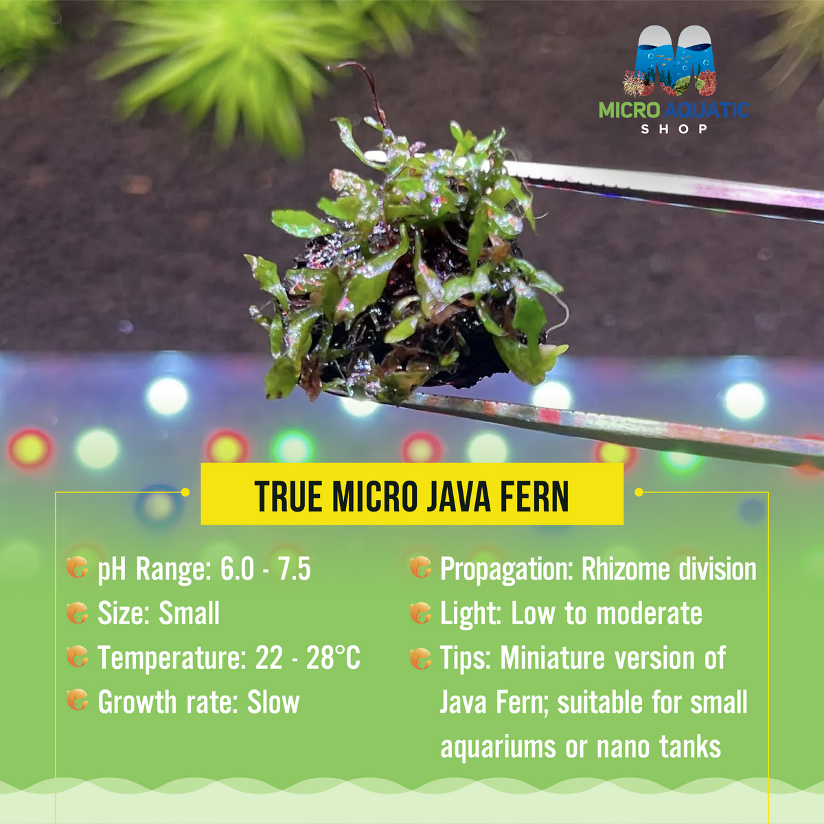 True Micro Java Fern