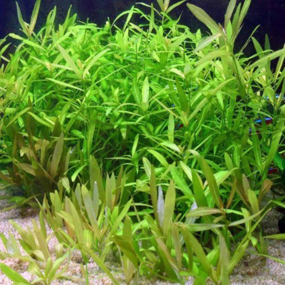 Rotala sp. "Green" Micro Aquatic Shop