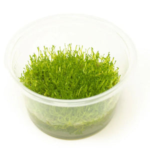 Tissue Culture- Riccia Crystalwort Micro Aquatic Shop