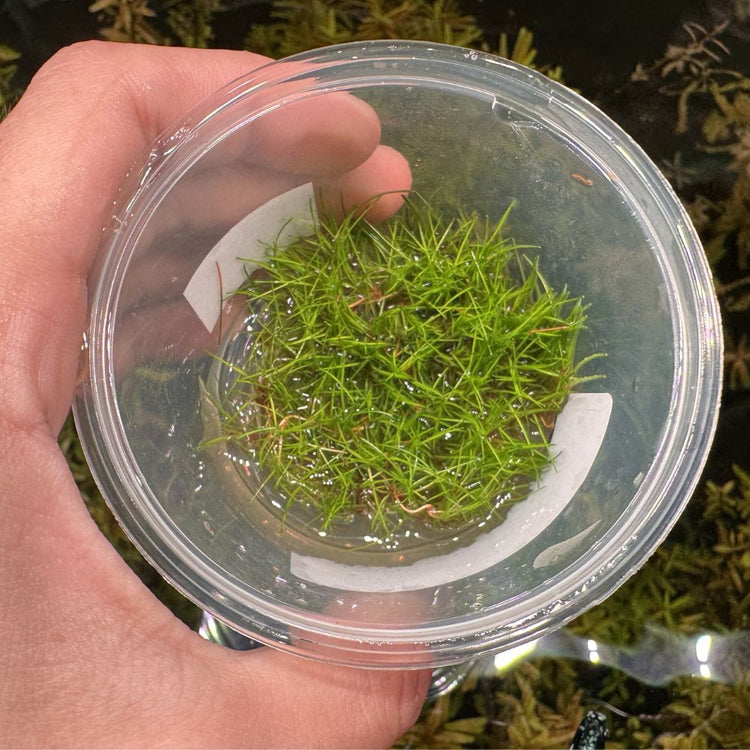 Tissue Culture - Eleocharis Acicularis mini - HG Micro Aquatic Shop