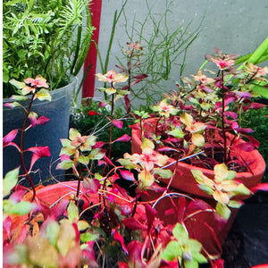 Ludwigia sp. Mini Super Red Micro Aquatic Shop