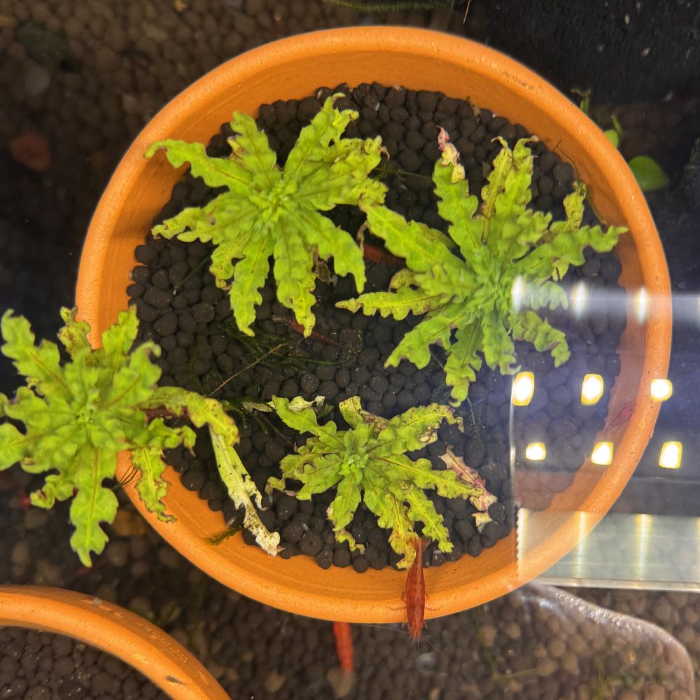 Роgоstemоn helferi Micro Aquatic Shop