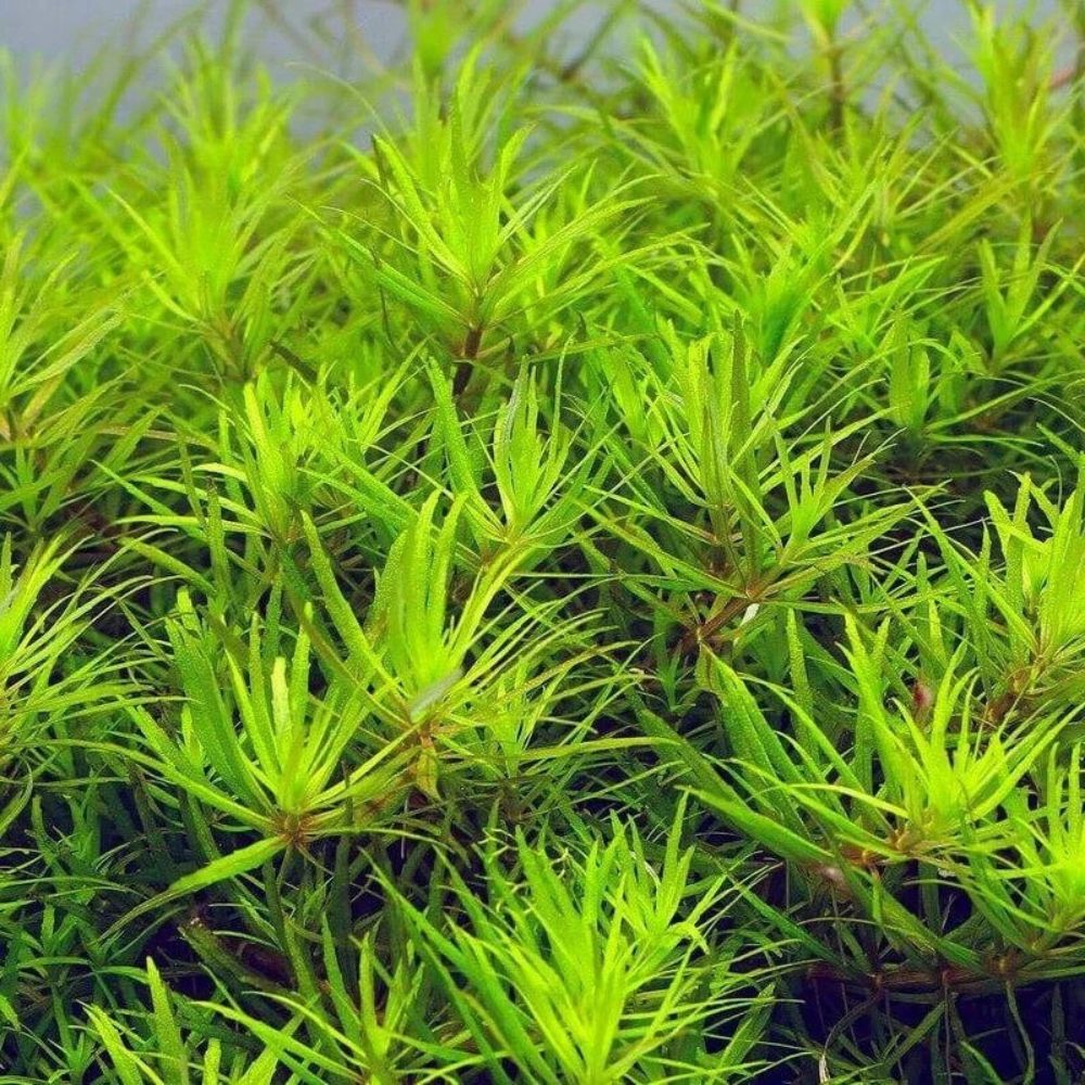 Limnophila 'Vietnam' Micro Aquatic Shop