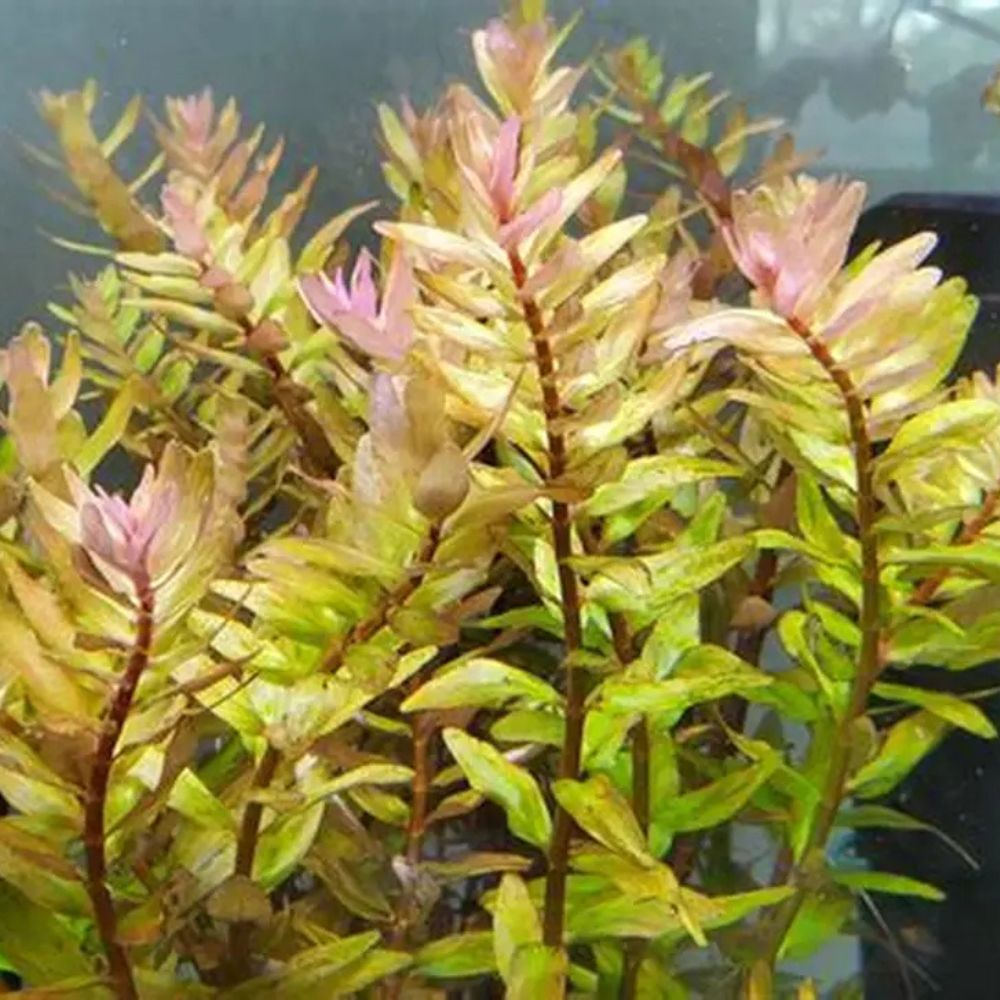 Rotala sp macranda Green Micro Aquatic Shop