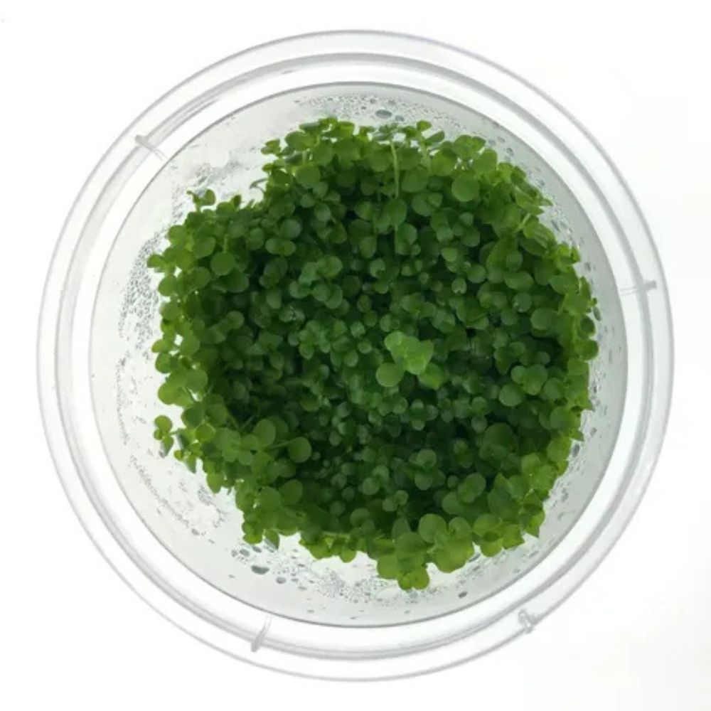 Tissue Culture - Monte Carlo Micro Aquatic Shop