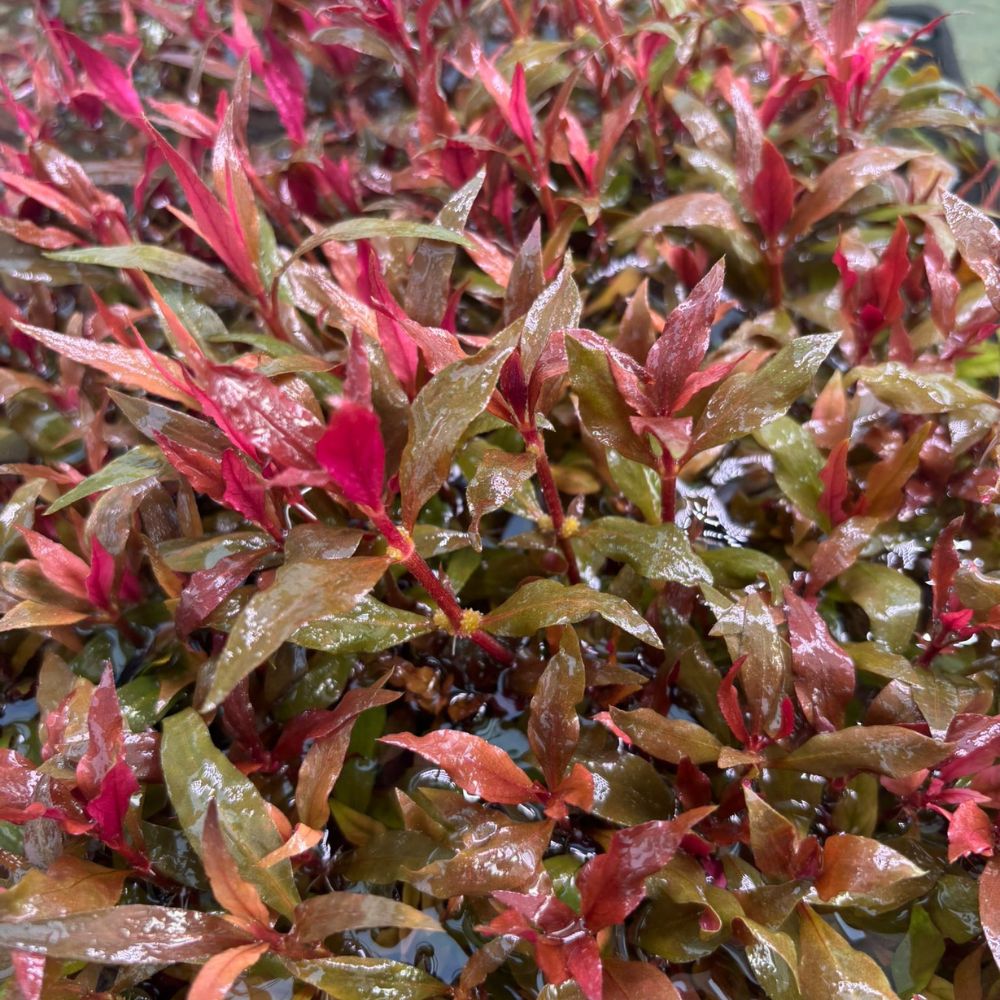 Alternanthera Rosaefolia Aquadepot