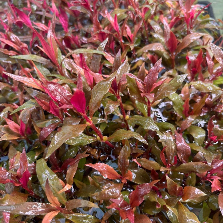 Alternanthera Rosaefolia Aquadepot