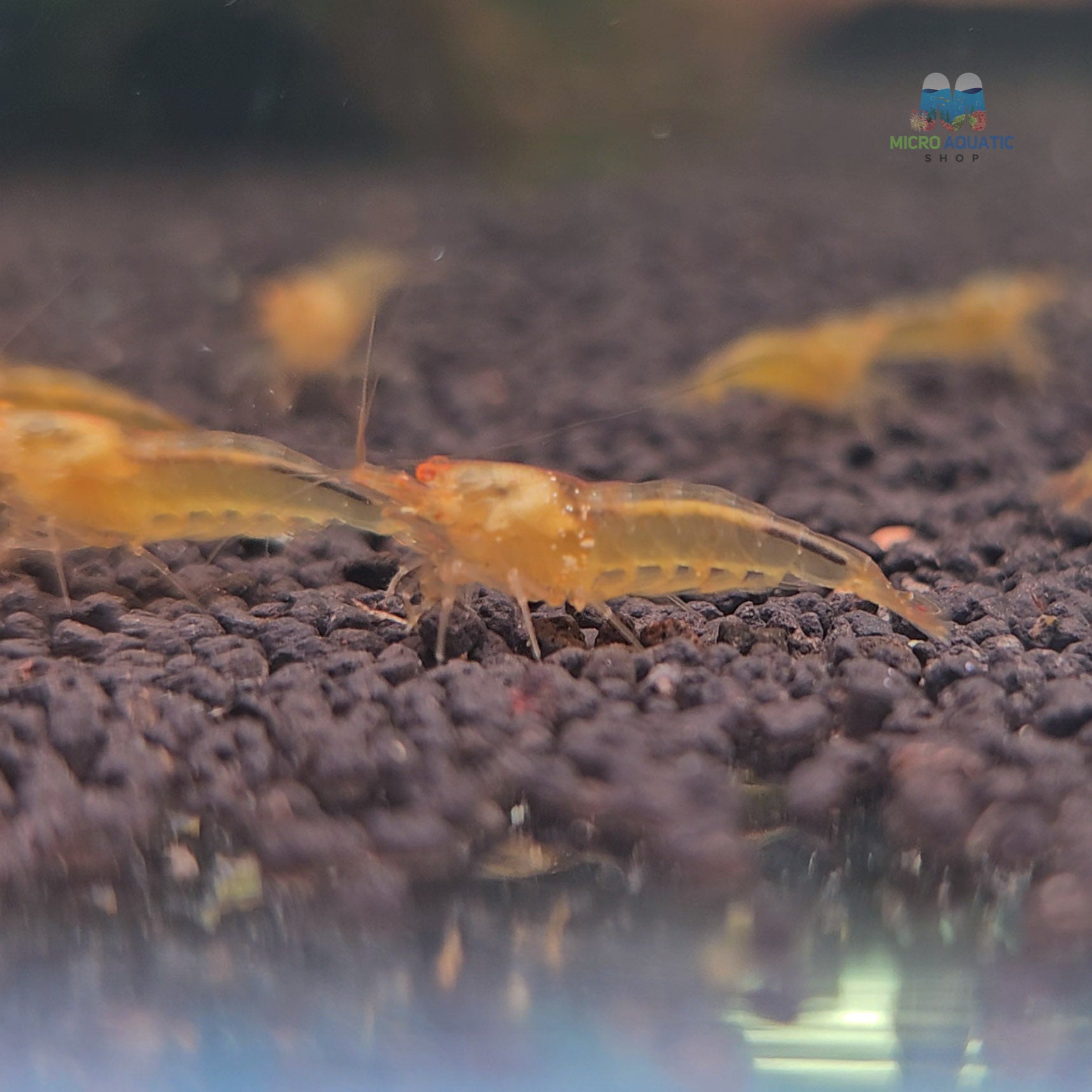 Yellow devils shrimp / Orange Eye Yellow King Kong Shrimp