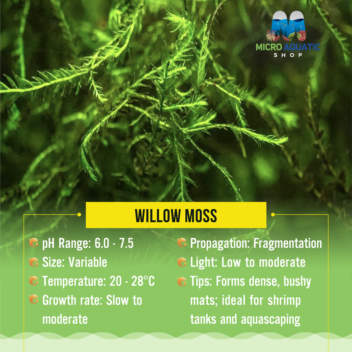 Willow Moss