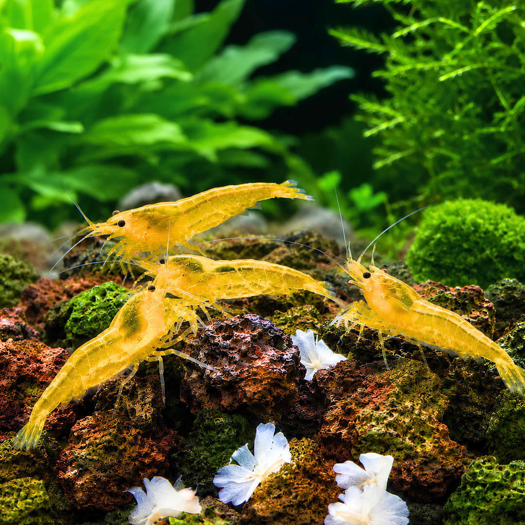 Cherry Shrimp - Yellow 1cm