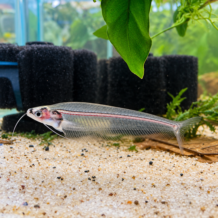 Skeleton - Glass Catfish 5cm