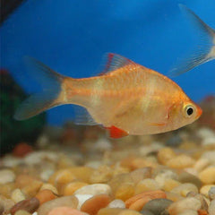 Albino Tiger Barb - Puntius tetrazona