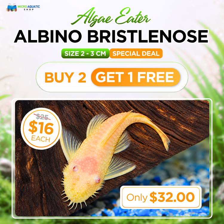BUY 2 GET 1 FREE Algae Eater - Albino Bristlenose