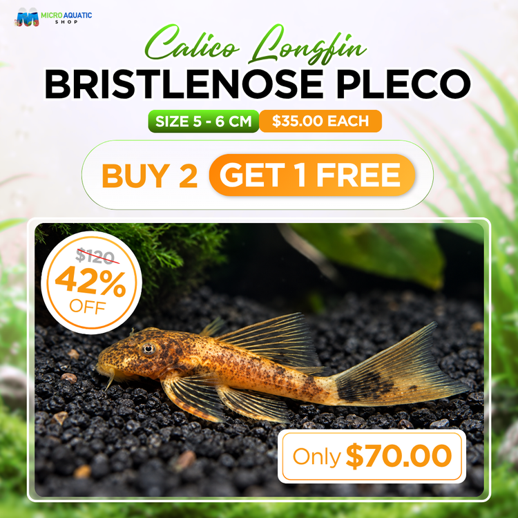 BUY 2 GET 1 FREE Bristlenose - Calico Long Fin