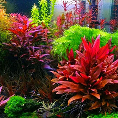 Alternanthera Reinechii "mini" Aquarium Plant