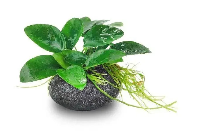 Anubias on the Smooth Lava Rock Creation - Small