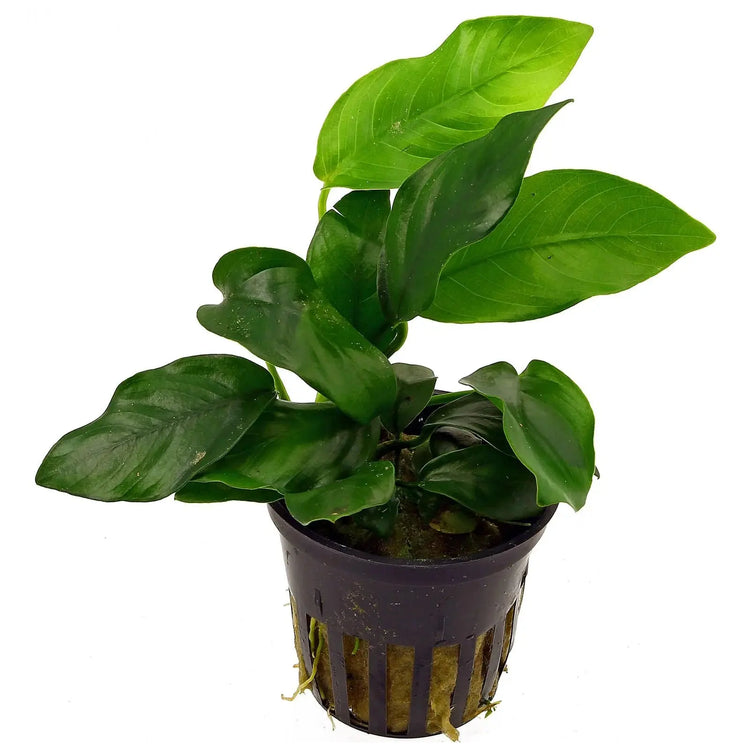 Anubias Barteri Var 'Nana' 5-10 cm Micro Aquatic Shop