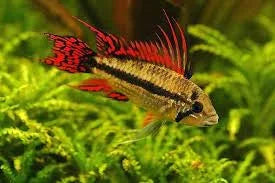 Apistogramma Cacatuoides Double Red