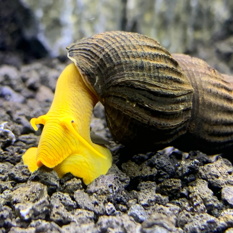 Yellow Sulawesi Rabbit Snail 2cm Micro Aquatic Shop