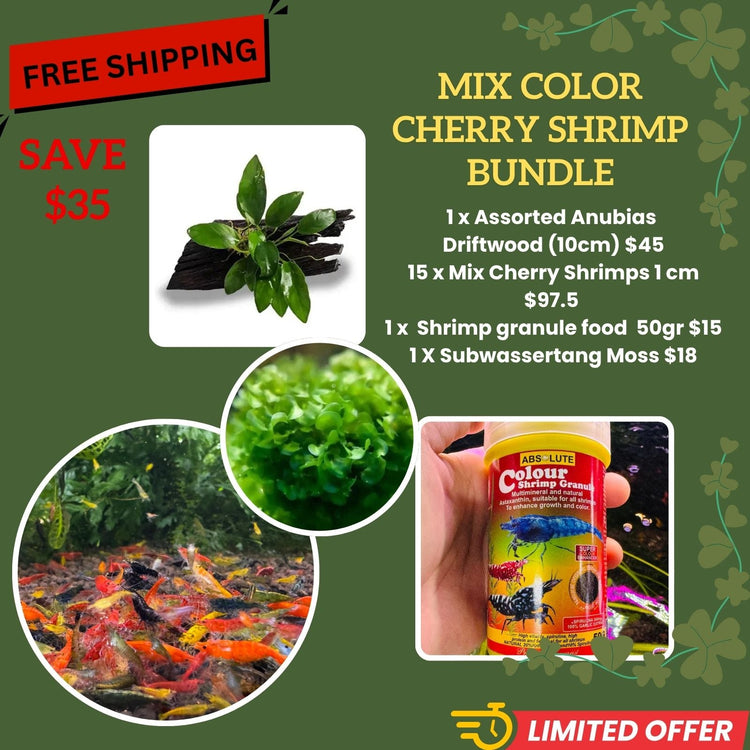 FREE SHIPPING - Mix Cherry Shrimp Bundle Micro Aquatic Shop
