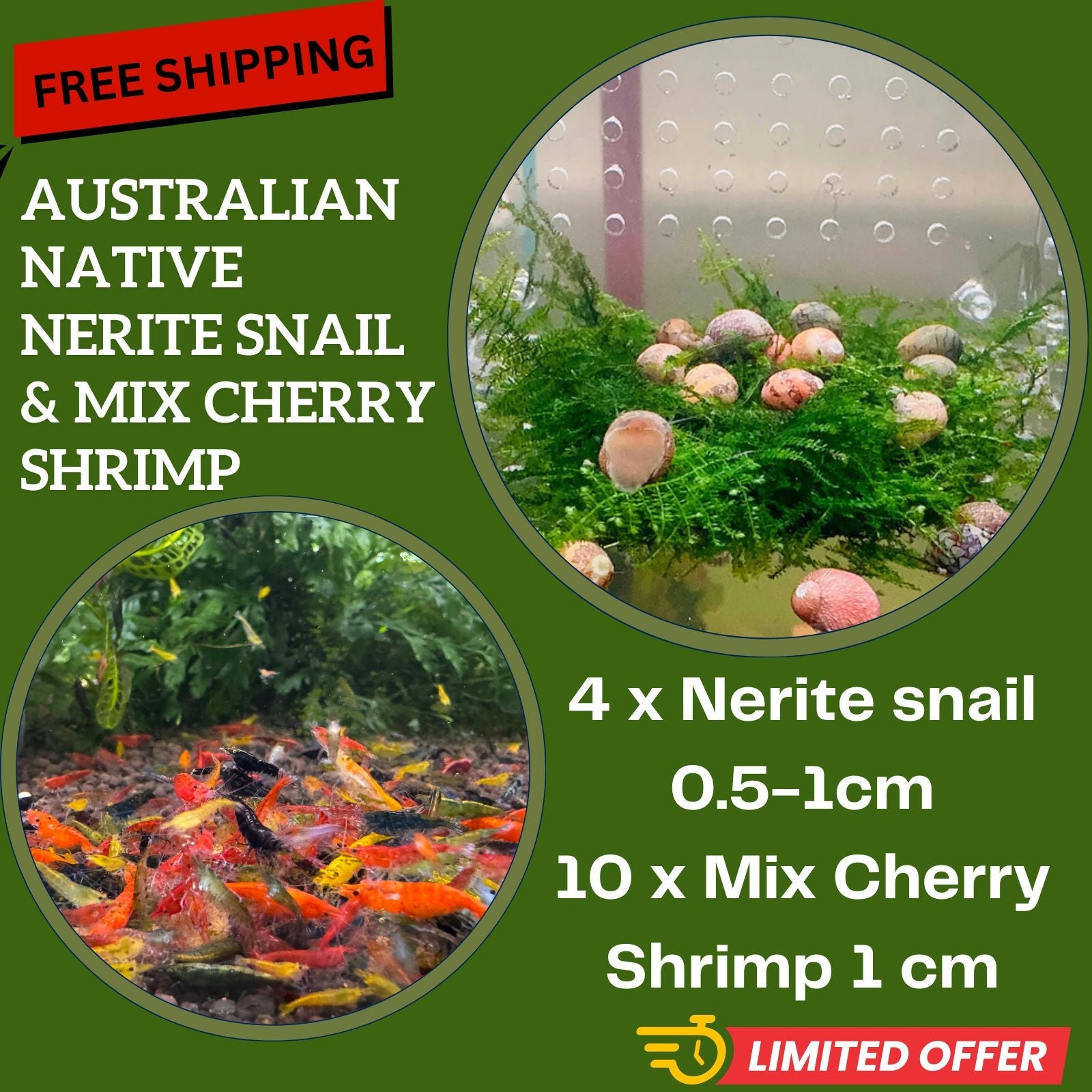 FREE SHIPPING -Native Snail Nerite and Mix Cherry Shrimp Bundle Micro Aquatic Shop