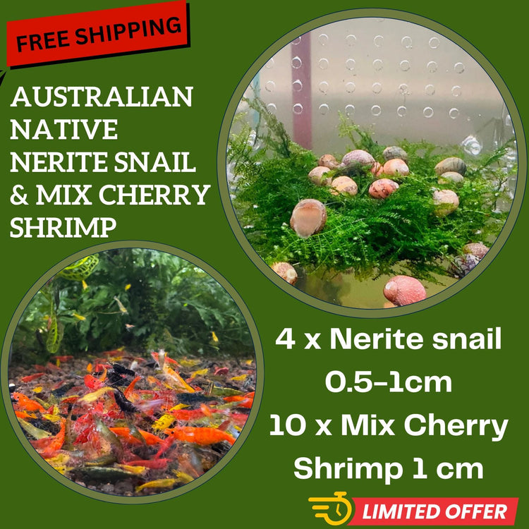 FREE SHIPPING -Native Snail Nerite and Mix Cherry Shrimp Bundle Micro Aquatic Shop