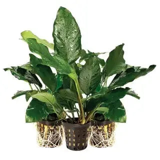 Assorted Anubias