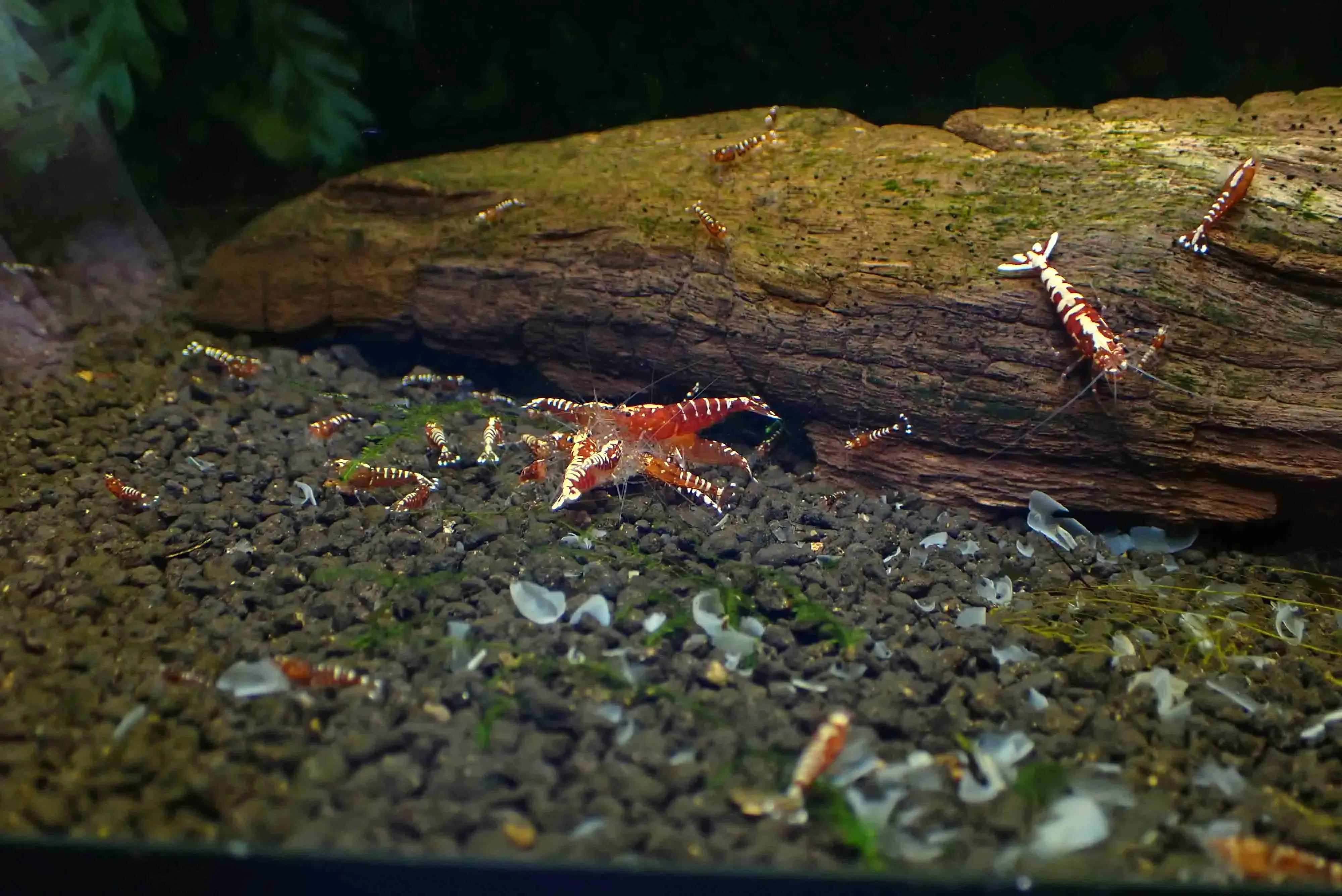 Red Galaxy Fish Bone - Low Grade