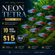 Neon Tetra Special Deal – 10 Neon Tetras for Only $15 Micro Aquatic Shop