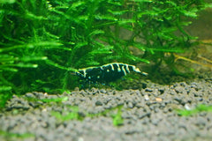 Black Nanashi Shrimp