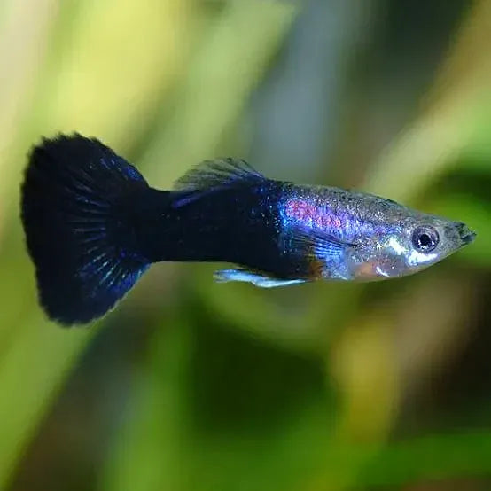 Black Neon Guppy