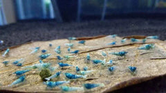 Blue Bolt Shrimp