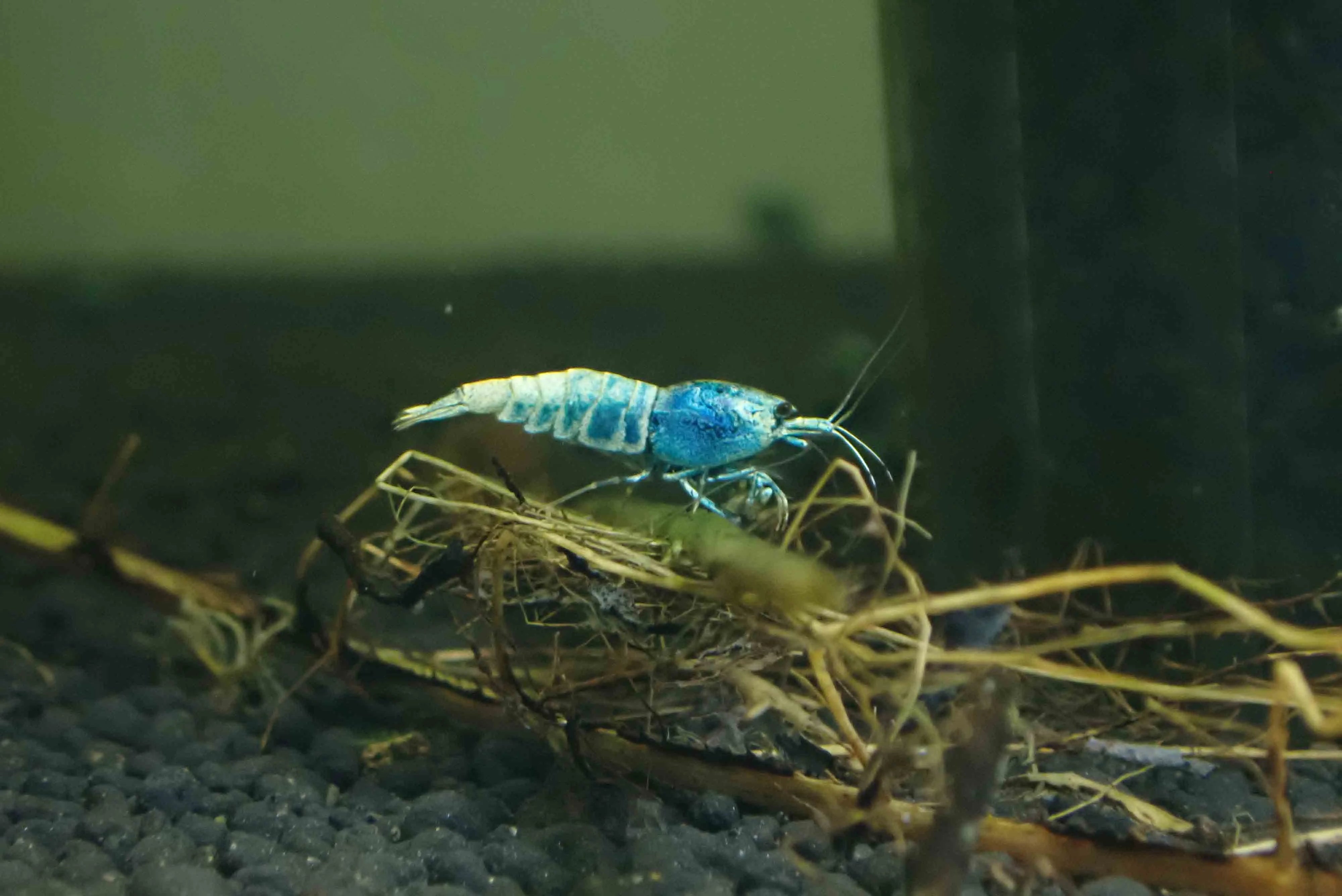 Blue Bolt Shrimp