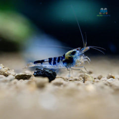 Blue Calceo - Blue Dragon Caridina Shrimp