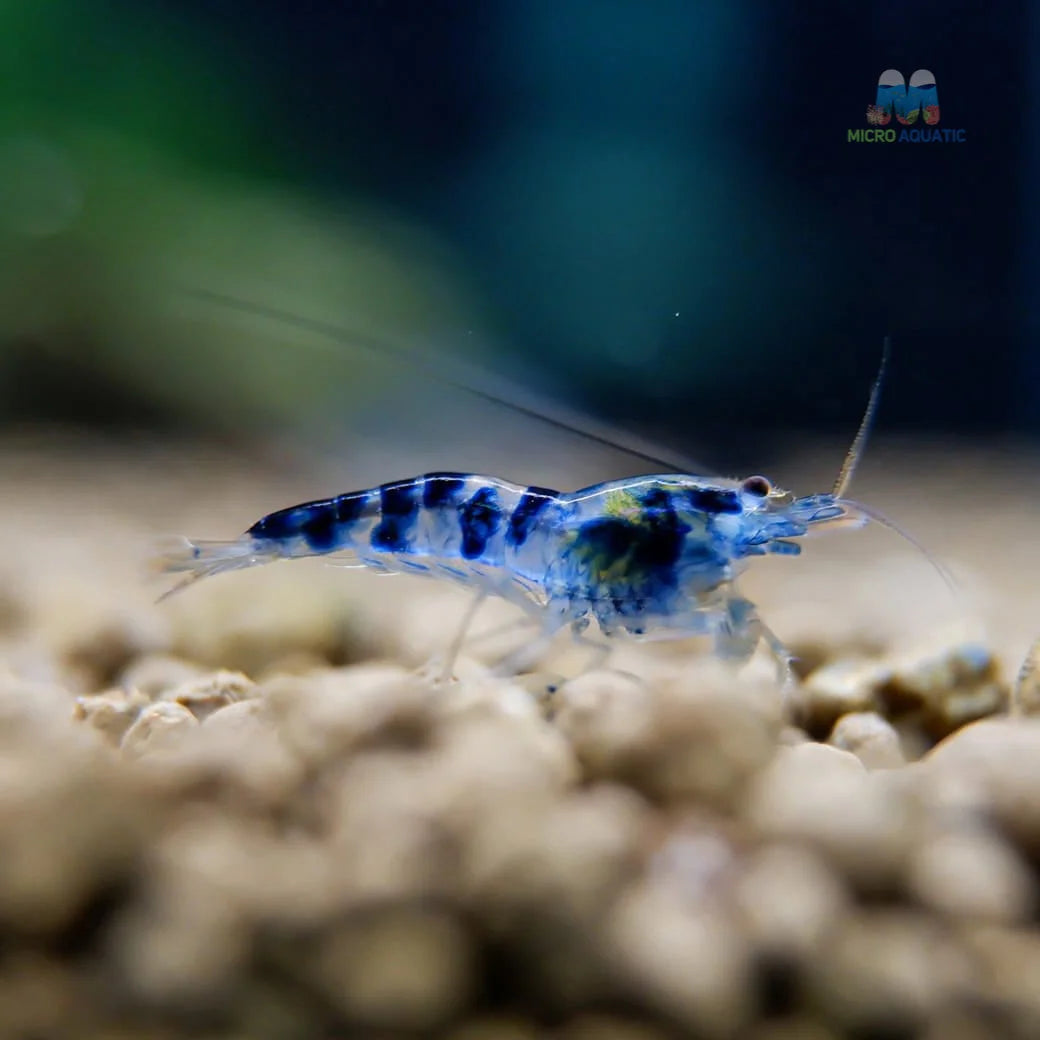 Blue Calceo - Blue Dragon Caridina Shrimp