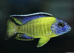 Blue Neon Peacock Cichlid