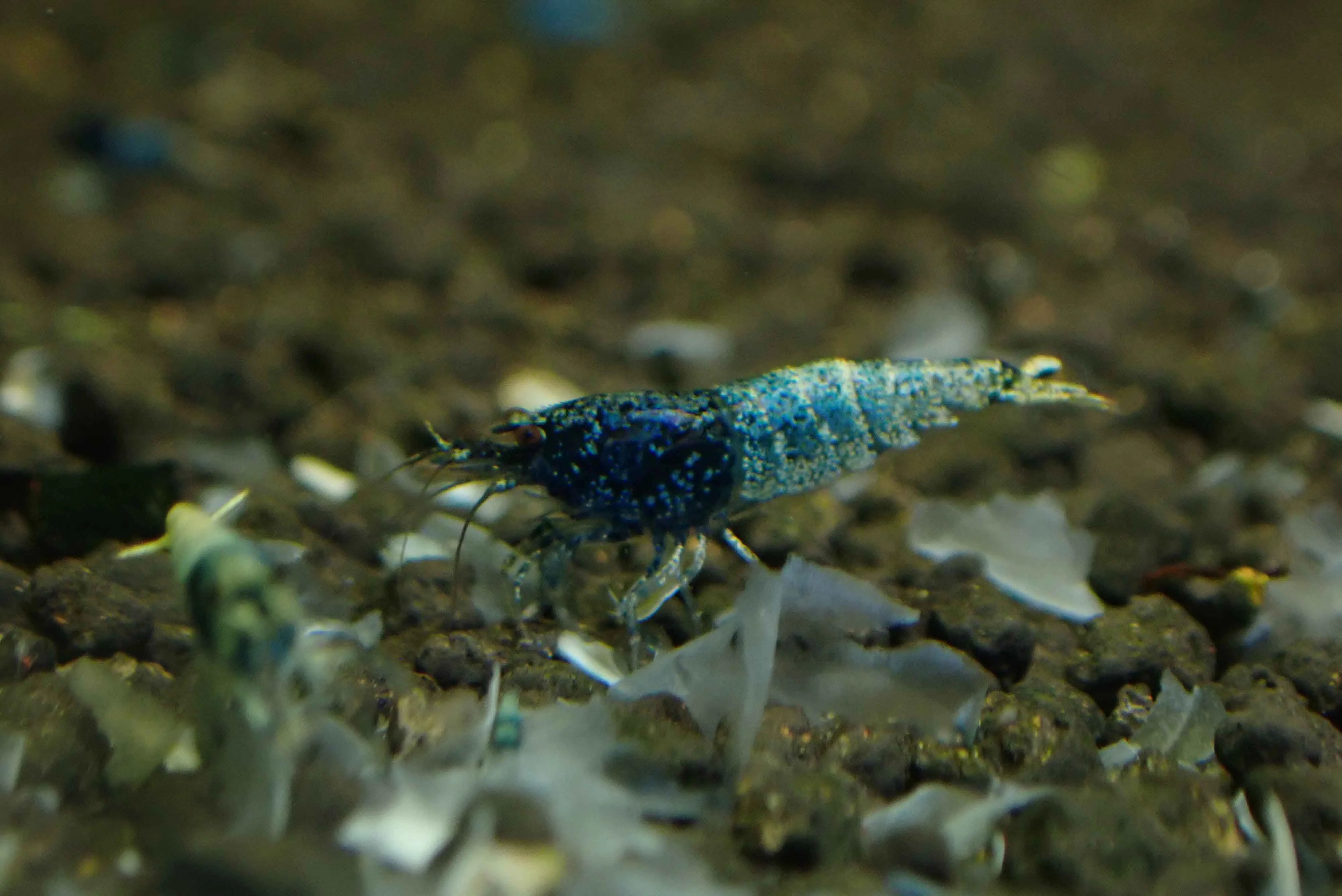 Blue Steel Shrimp