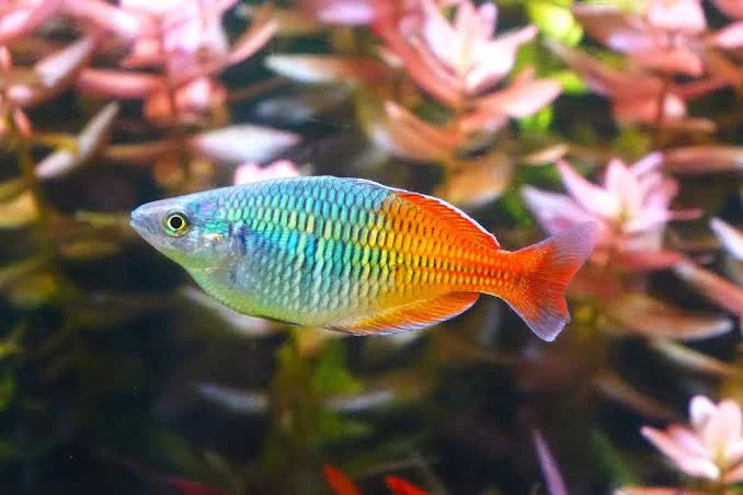 Boesemani Rainbow (Melanotaenia boesemani ) 3-4 cm