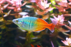 Boesemani Rainbow (Melanotaenia boesemani ) 3-4 cm