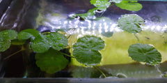Pennywort - Amazing floating plants