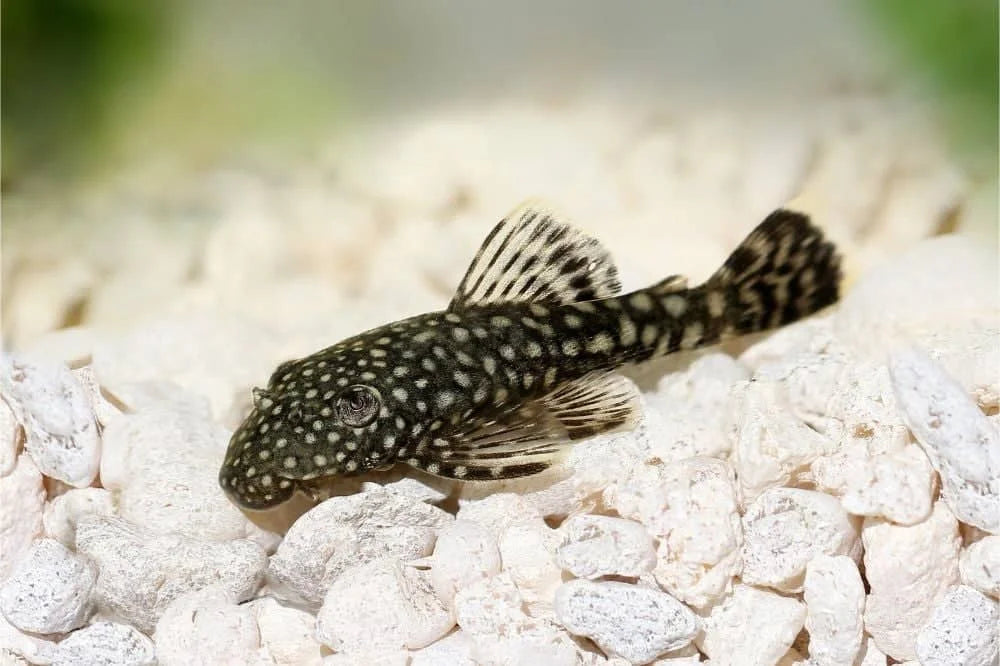 Common Bristlenose Catfish