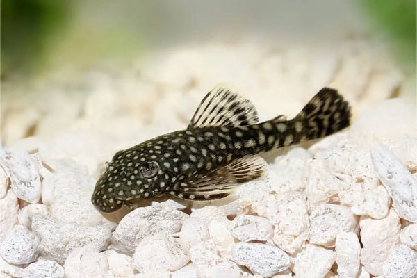 Bristlenose 2024 catfish care