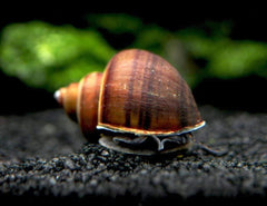 Brown/Black Mystery Snail