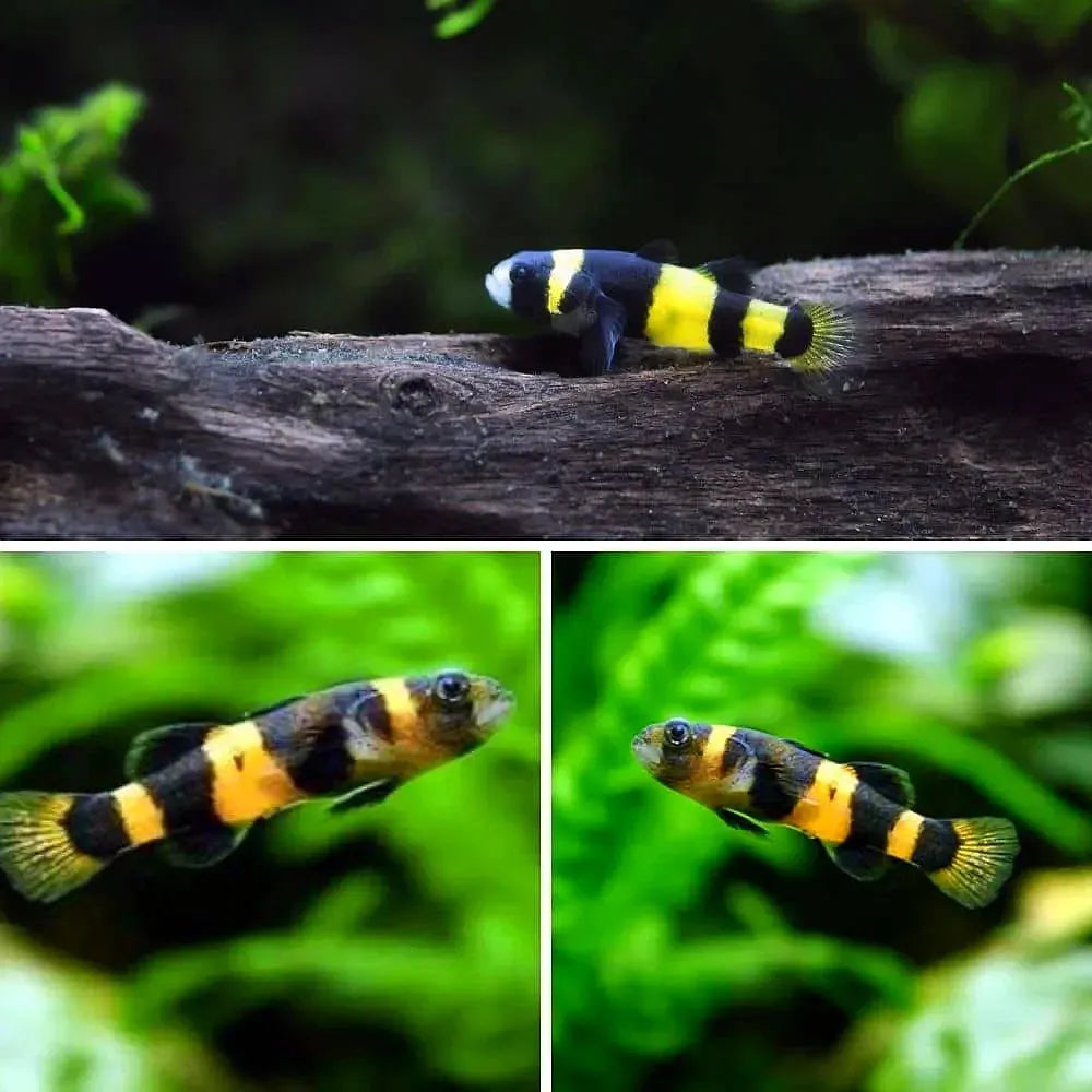 Bumble Bee Goby - Brachygobius Doriae