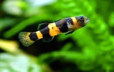 Bumblebee 2024 fish care