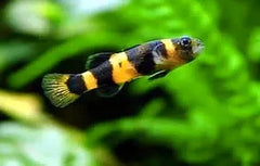 Bumble Bee Goby - Brachygobius Doriae