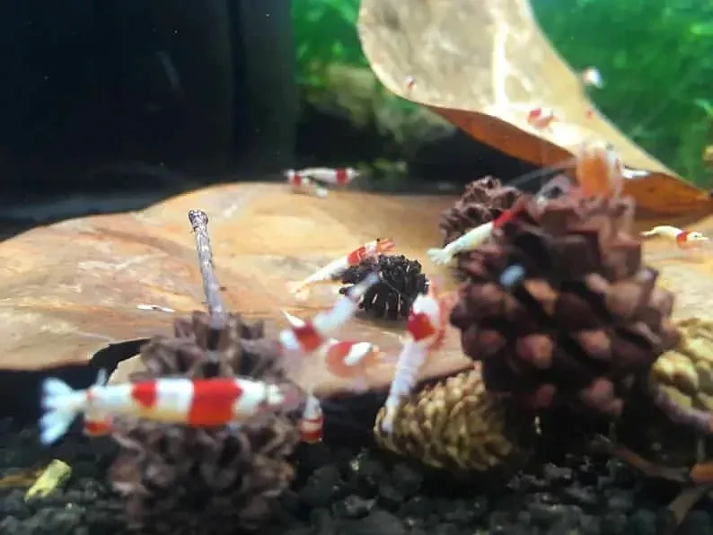 20 Mini Alder Cone