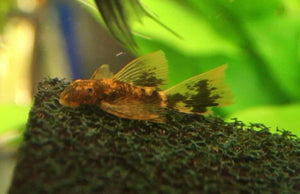 Calico Bristlenose Pleco