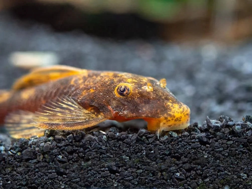 Calico Bristlenose Pleco