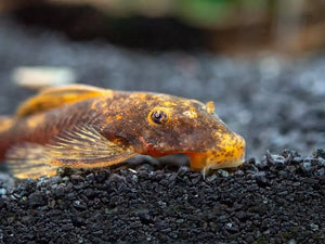 Calico Bristlenose Pleco